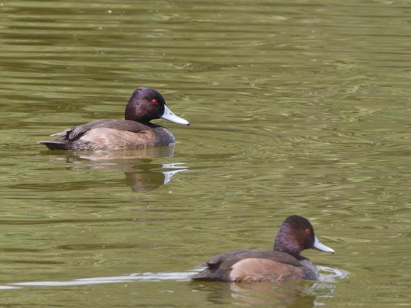 <h3><a href="/trips/tanzania/biota/animalia/chordata/aves/007 anseriformes/003 anatidae/netta erythrophthalma/netta erythrophthalma-nl.html">Netta&nbsp;erythrophthalma</a> / Southern&nbsp;pochard / Bruine&nbsp;krooneend</h3>OM-1 Mark II met OLYMPUS M.150-400mm F4.5 TC, 1/2000 sec  bij F5.6, ISO 1250, afstand 52.0&nbsp;m